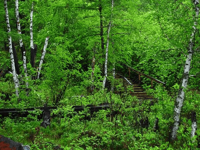 【阿尔山旅逛生长雷竞技APP】悦生态、疗身心阿尔山旅逛度假区康养新体验！(图5)